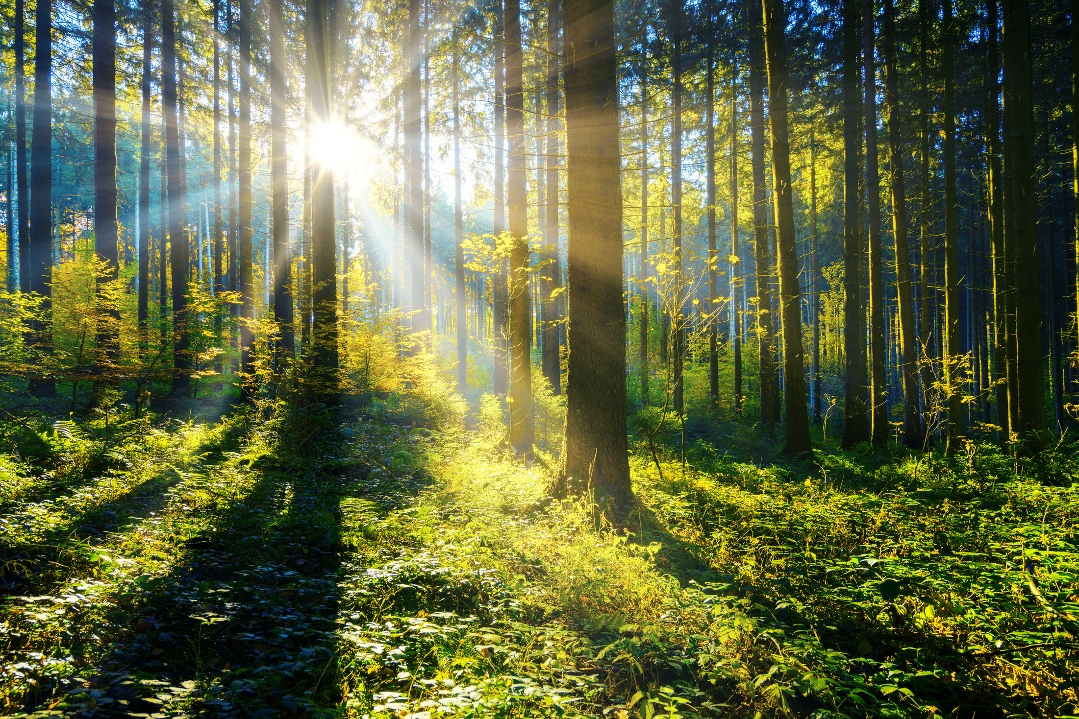 sun shining in a forest
