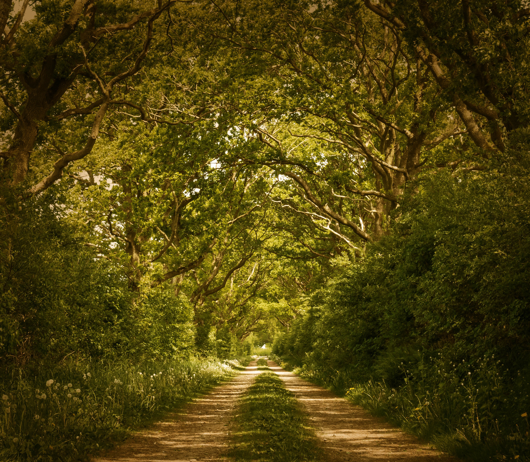 Beautiful Forest Path