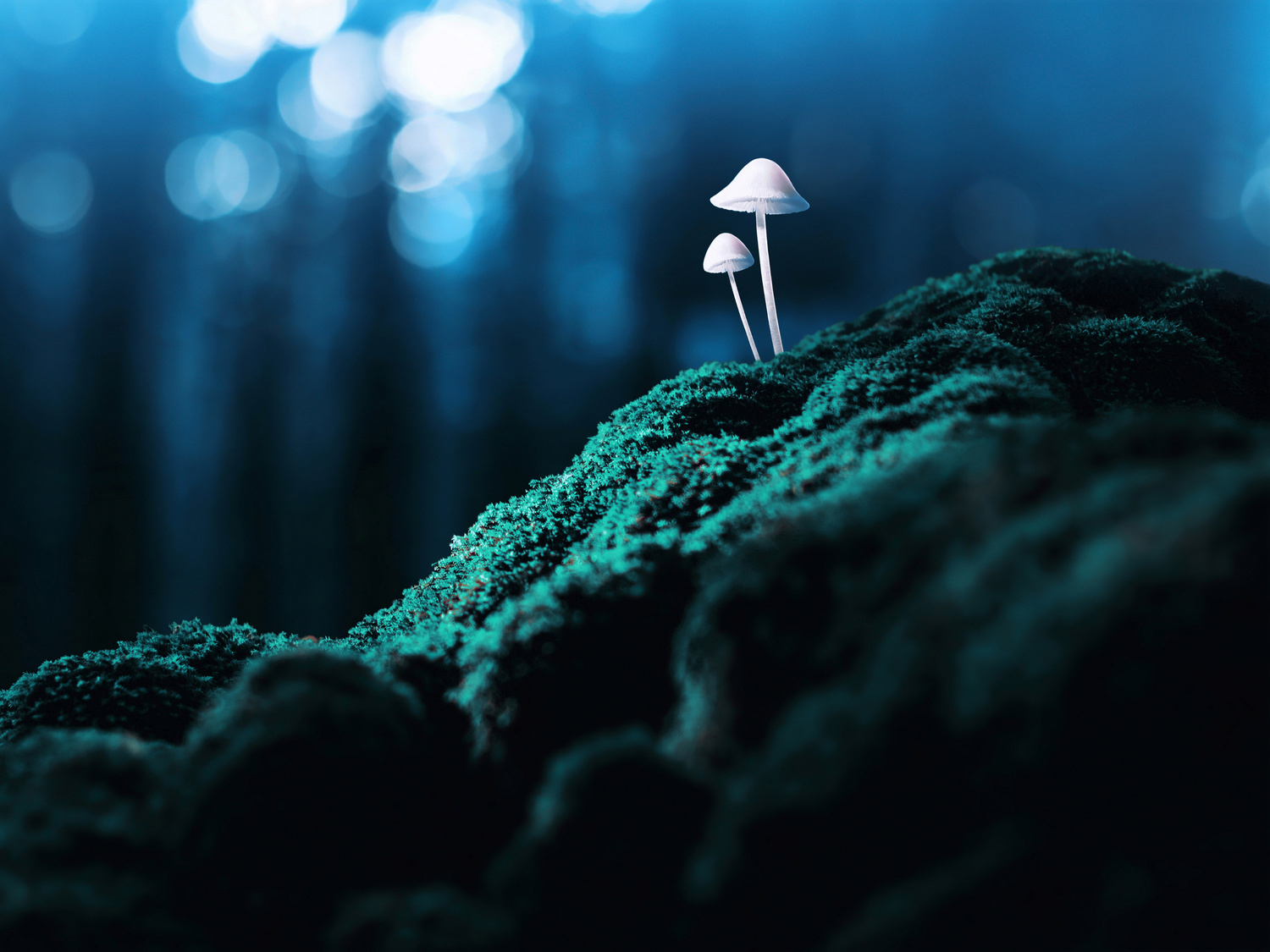 Psychedelic mushrooms